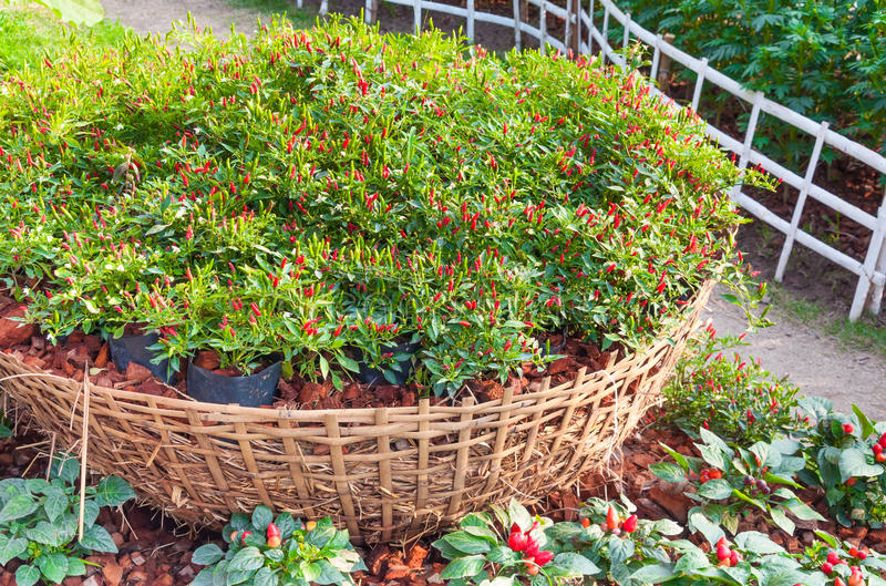 hth华体登录入口