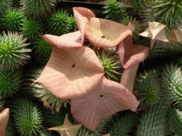 【hth华体登录入口】西湖社区开展迎新春志愿服务活动(图2) hth华体会